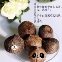 Single clove black garlic made of fresh one clove bulb garlic